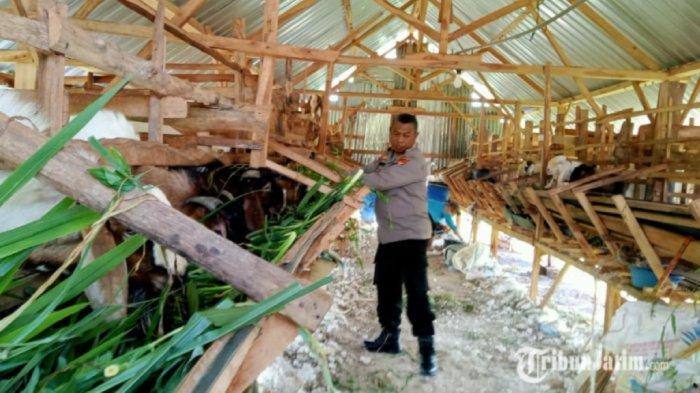 Daging kambing di Tuban, Kabupaten Tuban