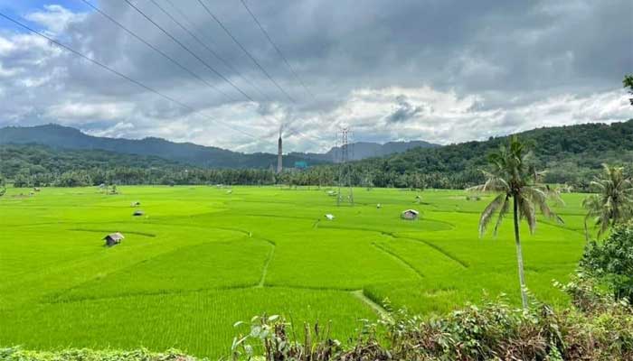Kawasan Sawah Baruah Dikembangkan Jadi Destinasi Agrowisata di Sawahlunto Budidaya ayam di Talawi, Kota Sawahlunto