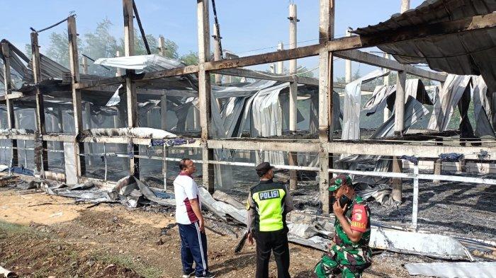 Ayam Ternak di Sampung, Ponorogo