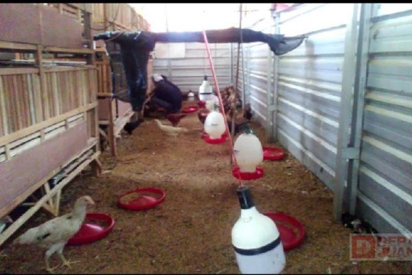 Keberhasilan Kelompok Ternak Ayam Arab Petelur Milik Kader PDI ...