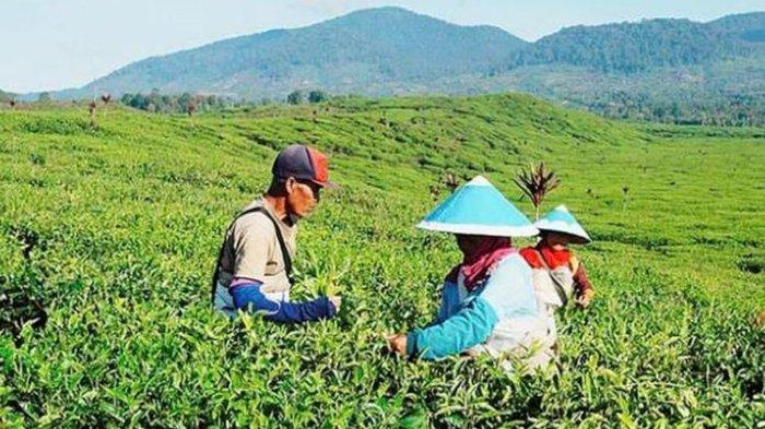 Ayam layer di Kayu Aro, Kabupaten Kerinci