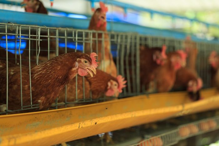 Ayam layer di Sitinjau Laut, Kabupaten Kerinci