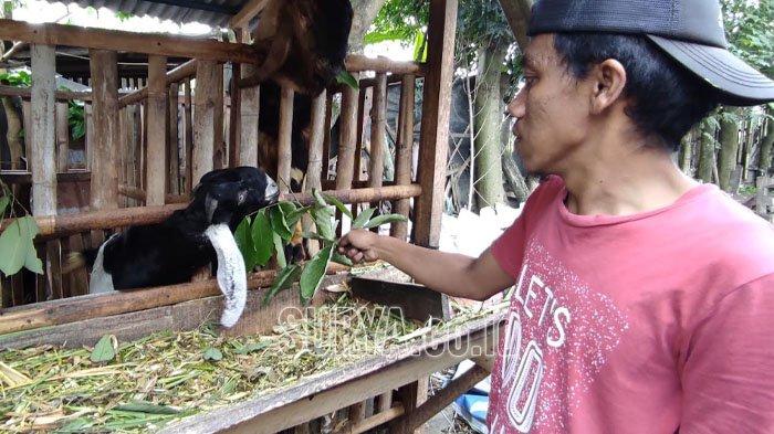 Susu kambing di Sananwetan, Kota Blitar