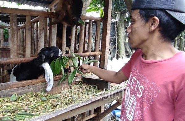 Susu kambing di Wates, Blitar