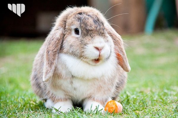 Bulu kelinci di Besulutu, Konawe