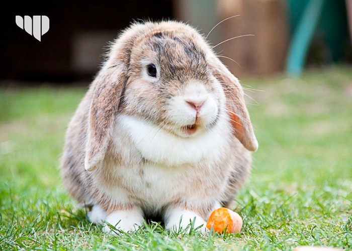 Bulu kelinci di Besulutu, Konawe