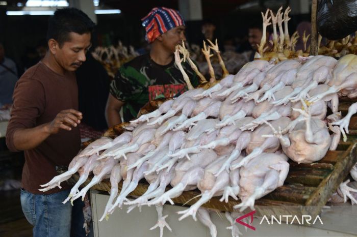 Harga ayam kampung potong di Rawa Jitu Utara, Mesuji