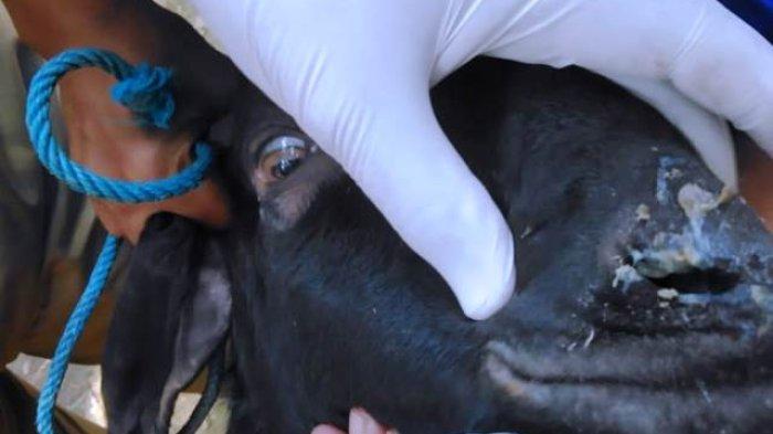 PMK Belum Reda di Jepara, Bahkan Kini Kambing Mulai Terjangkit ... Daging kambing di Karimunjawa, Jepara