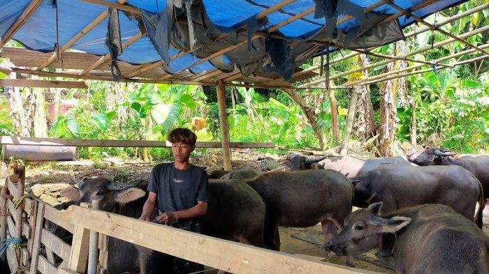 Daging kambing di Gunungkencana, Kab. Lebak