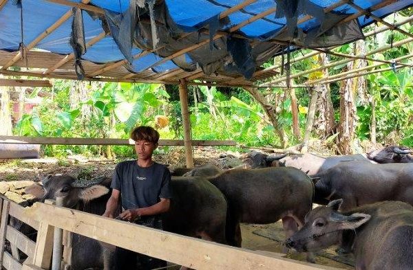 Daging kambing di Cileles, Kab. Lebak