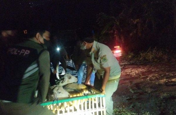 Daging kambing di Suruh, Trenggalek