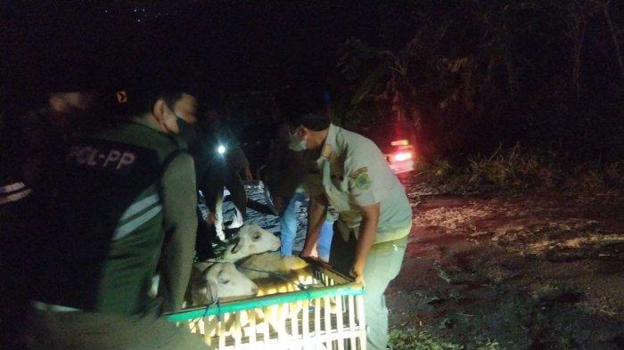 Daging kambing di Suruh, Trenggalek