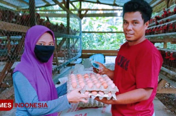 Budidaya ternak ayam kampung - Blog yang mengulas cara budidaya hewan ...