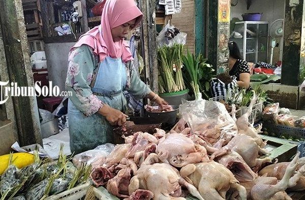 Budidaya ternak ayam di Sragen, Kab. Sragen