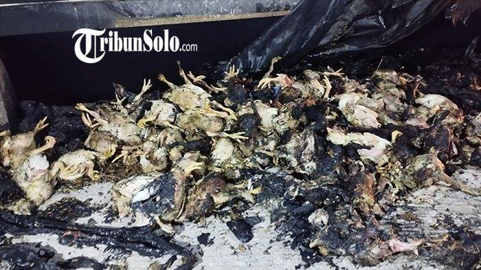 Model Kandang Ayam Petelur, Apa Saja Jenisnya ? HOBI TERNAK