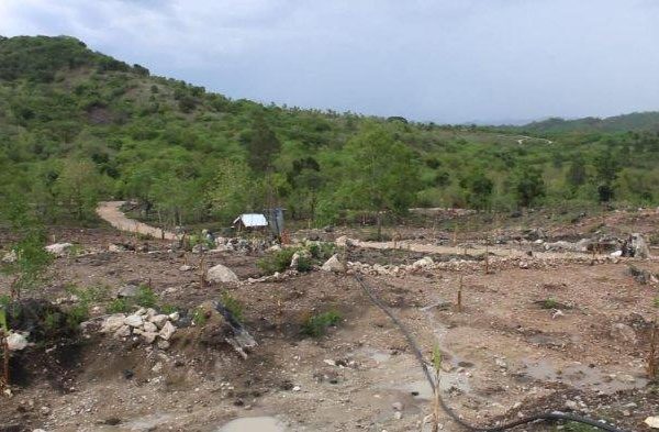 Daun penggemuk ayam di Bikomi Nilulat, Timor Tengah Utara