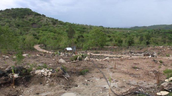 Daun penggemuk ayam di Bikomi Nilulat, Timor Tengah Utara
