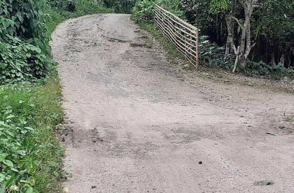 Daun penggemuk ayam di Wewewa Utara, Sumba Barat Daya
