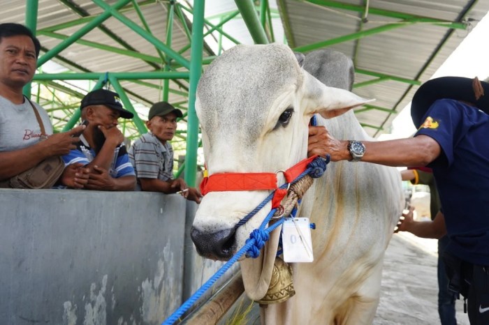 Daging kambing di Nanggulan, Kulon Progo
