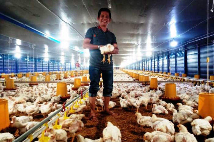 Kontroversi di Dunia Peternakan Ayam Broiler Sumatera Barat - Respon ...