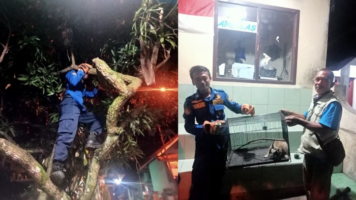 Ayam afkir di Kawali, Ciamis