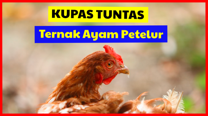 KOMPLIT, Panduan Pakan Ayam Petelur Dari Menetas Sampai Produksi ... KOMPLIT, Panduan Pakan Ayam Petelur Dari Menetas Sampai Produksi ...