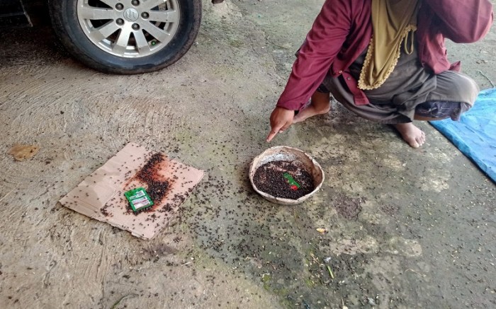 Ayam afkir di Cilaku, Cianjur
