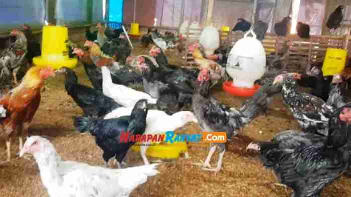 Harga Ayam Kampung di Langkaplancar Pangandaran Naik