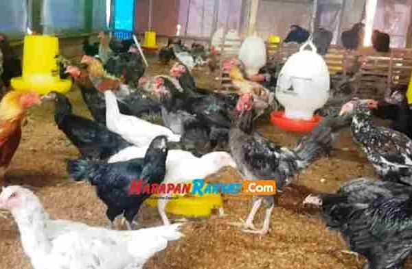 Harga Ayam Kampung di Langkaplancar Pangandaran Naik