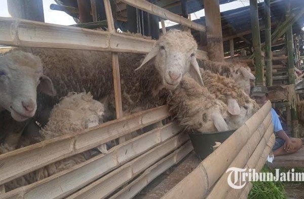 Daging kambing di Panti, Jember