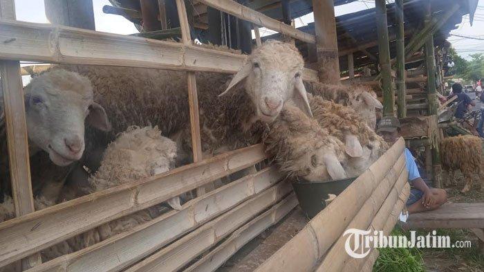 Polrestabes Palembang Kurban Sapi dan Kambing, Daging Dibagikan hingga ... Daging kambing di Panti, Jember