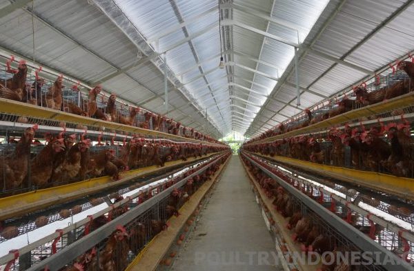 Ayam petelur jantan di Rao Utara, Kabupaten Pasaman