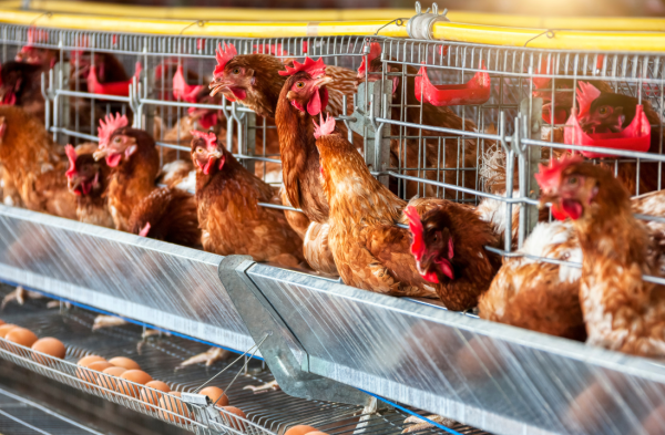 Ternak ayam petelur di Sungai Raya, Hulu Sungai Selatan