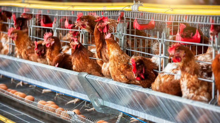 Ringkasan Cara Beternak Ayam Petelur untuk Pemula - HOBI TERNAK Ternak ayam petelur di Bajawa, Ngada