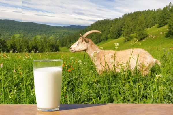 Susu kambing di Kebonagung, Pacitan