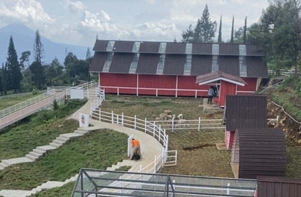 Budidaya ternak ayam di Sidomukti, Kota Salatiga