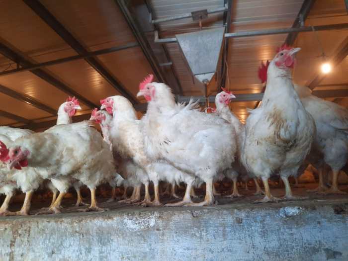 Harga Ayam Potong di Pasar Way Kandis Bandar Lampung Naik ... Harga Ayam Potong di Pasar Way Kandis Bandar Lampung Naik ...
