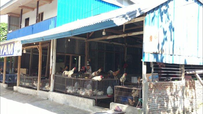 Farm Ayam Kampung Dan Memproses Ayam Segar | Kluang Farm Ayam Kampung Dan Memproses Ayam Segar | Kluang