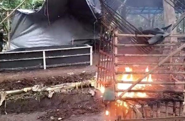 Daun penggemuk ayam di Pamek, Kab. Pegunungan Bintang
