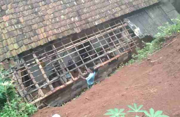 Ayam afkir di Panawangan, Ciamis