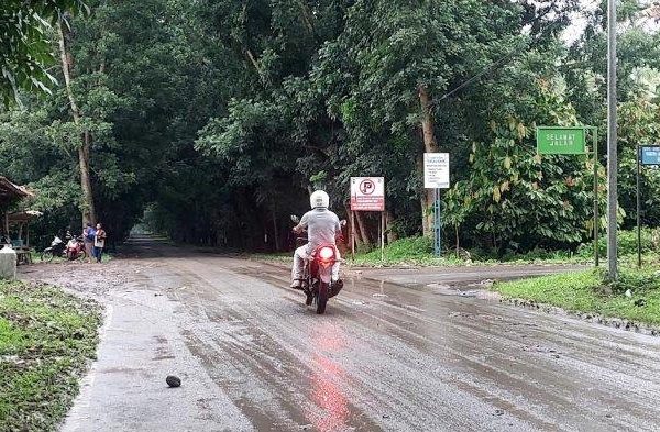 Daun penggemuk ayam di Wulanggitang, Flores Timur