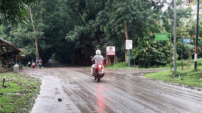 Daun penggemuk ayam di Wulanggitang, Flores Timur