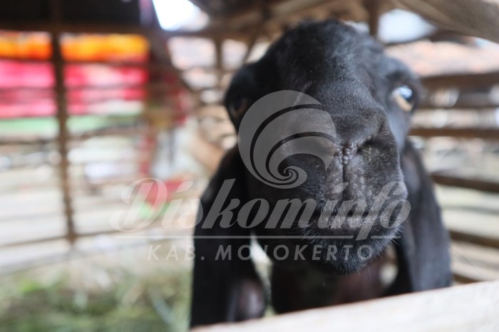 Daging kambing di Jatirejo, Mojokerto