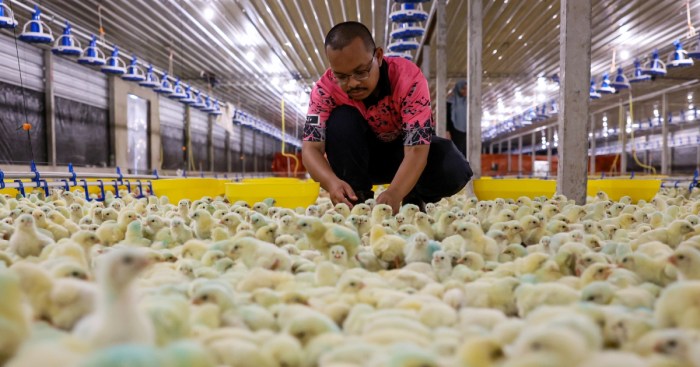 Ayam ternak di Cigudeg, Bogor