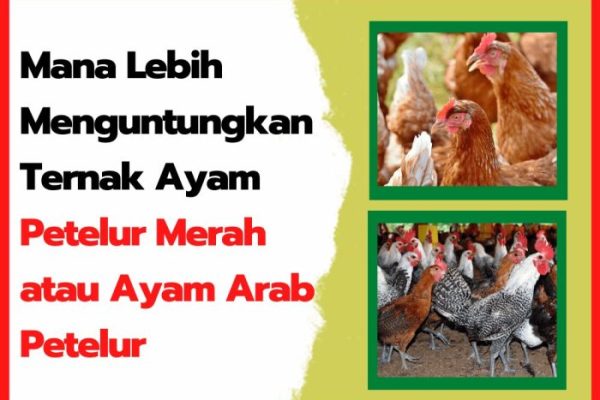 Ayam merah petelur di Banyuresmi, Garut