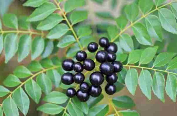 Daun penggemuk ayam di Pontianak Utara, Kota Pontianak