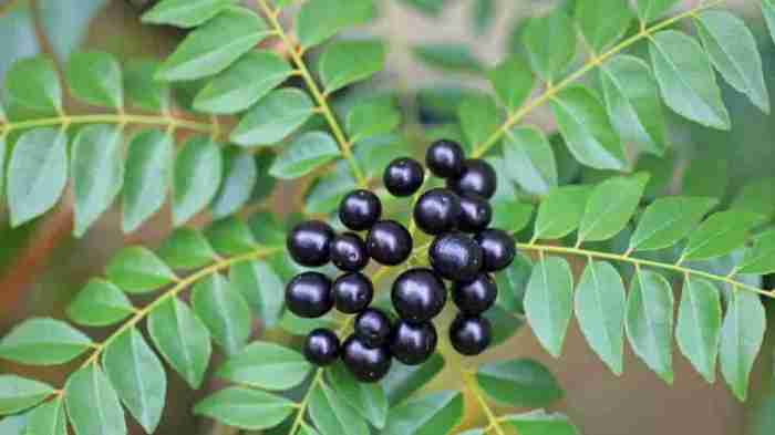 Daun penggemuk ayam di Syujak, Kab. Tambrauw