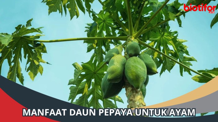 Daun penggemuk ayam di Teluk Deya, Kab. Paniai