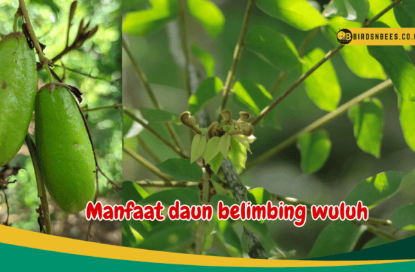 Daun penggemuk ayam di Belimbing Hulu, Melawi