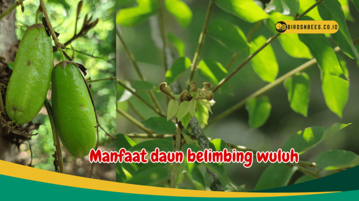 5 Manfaat Kesehatan dari Buah Belimbing Wuluh • Hello Sehat Daun penggemuk ayam di Belimbing Hulu, Melawi